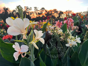 canna 'White Butterflies’