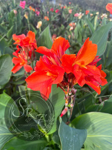 canna 'Burnt Orange'