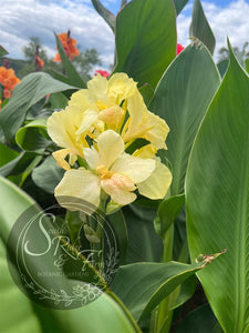 canna 'Polar Vortex'