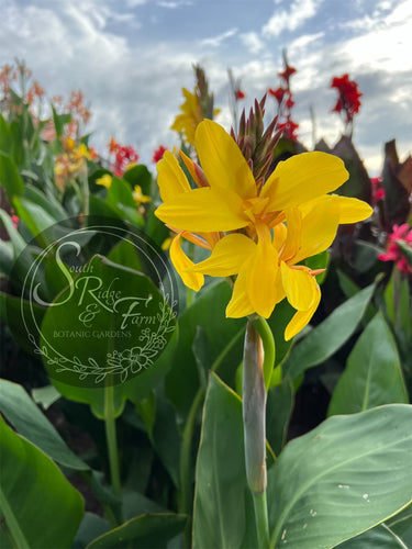 canna 'Yellow Butterflies’