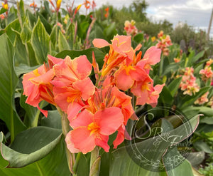 canna 'Corsica'