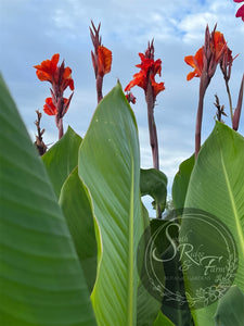 canna 'Thai Goddess'