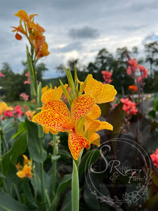 canna 'Mineola'