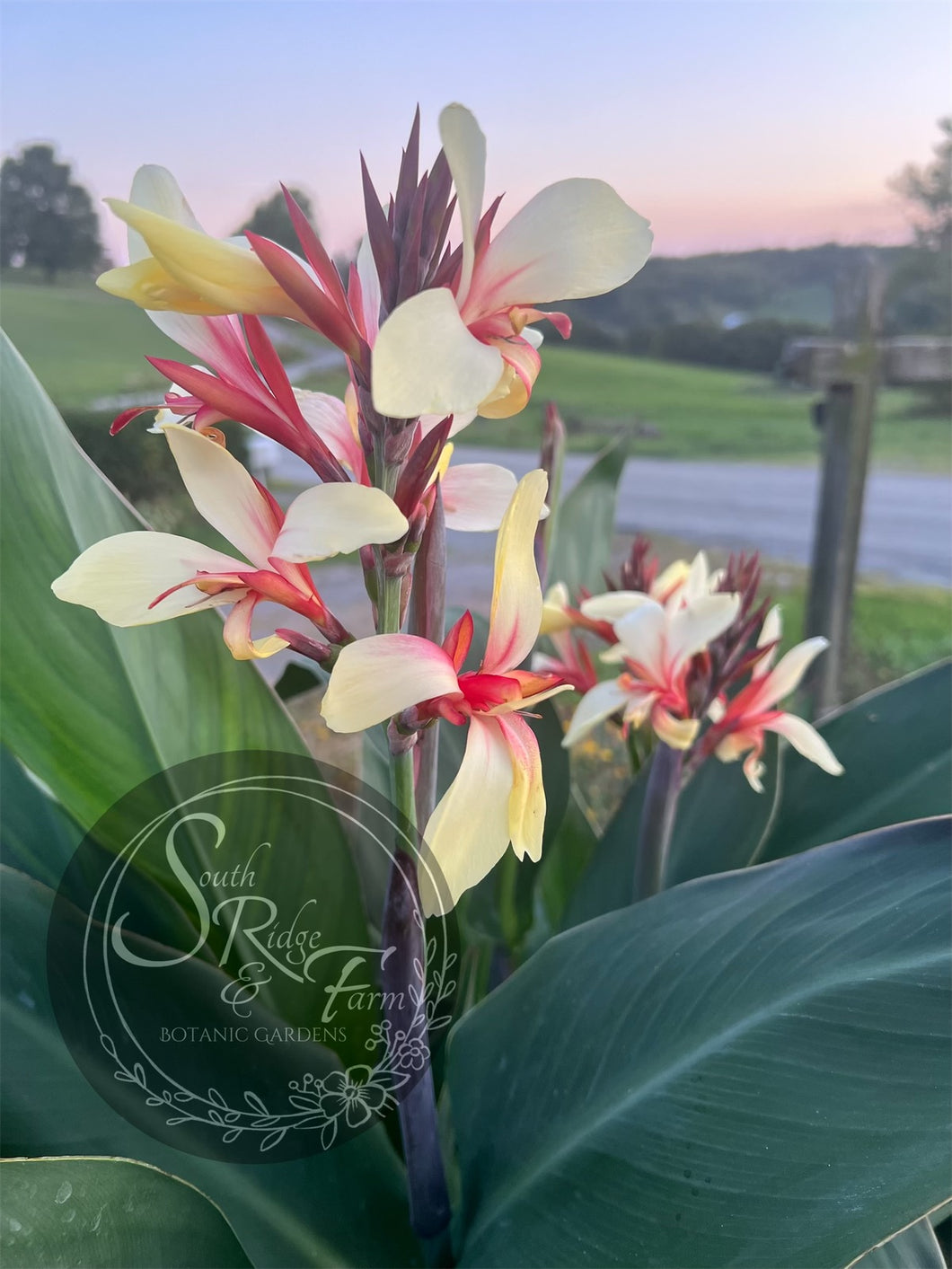 canna 'Gravitas'