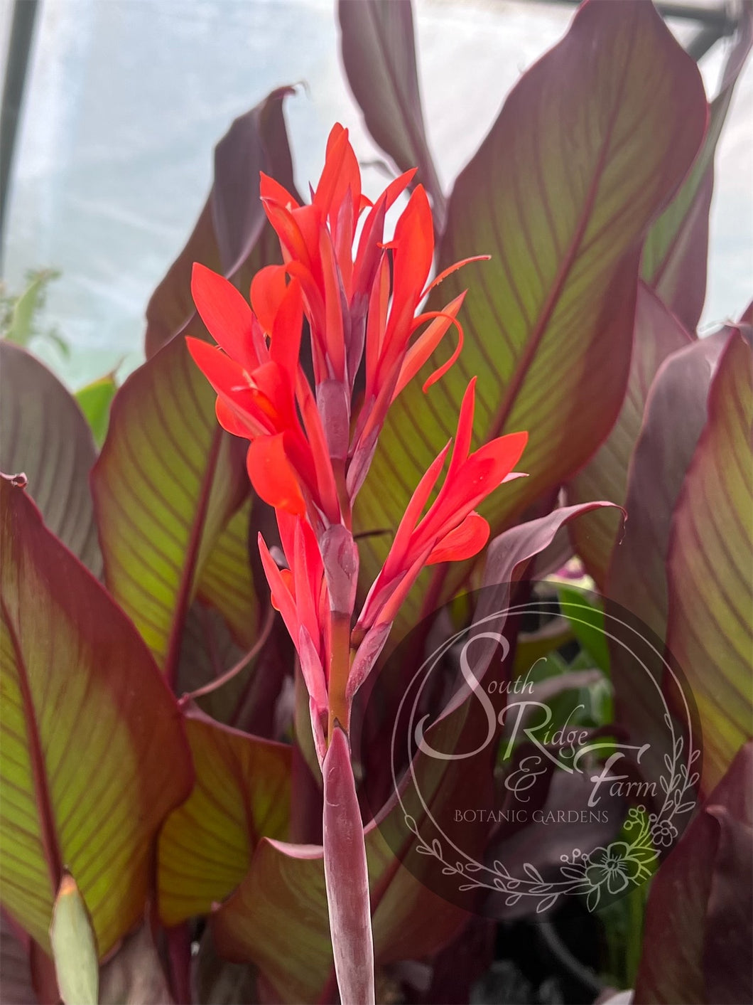 canna 'Musafolia Rubra'