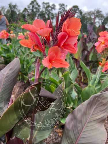 canna 'Autumn Glow'