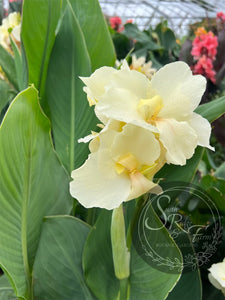 canna 'Shamrock White'