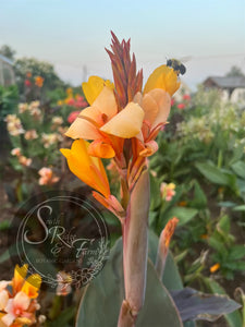 canna 'Candles'