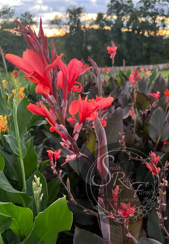 canna 'Skyhawk'