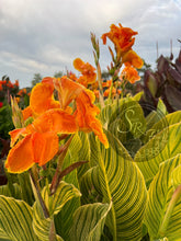 Load image into Gallery viewer, canna &#39;Bethany’