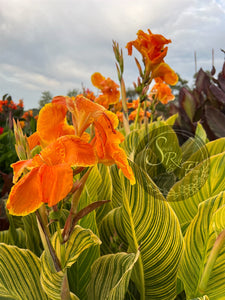 canna 'Bethany’