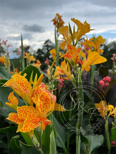 canna 'Mineola'