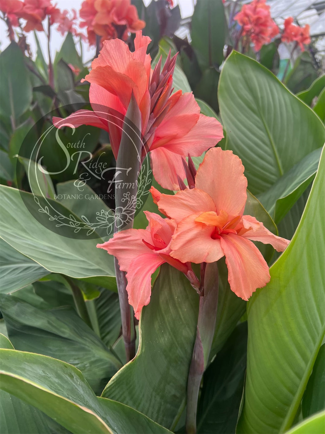 canna 'Mia Dolce'