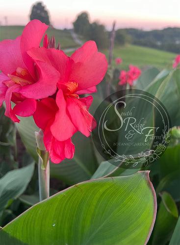 canna 'Divine Pink'