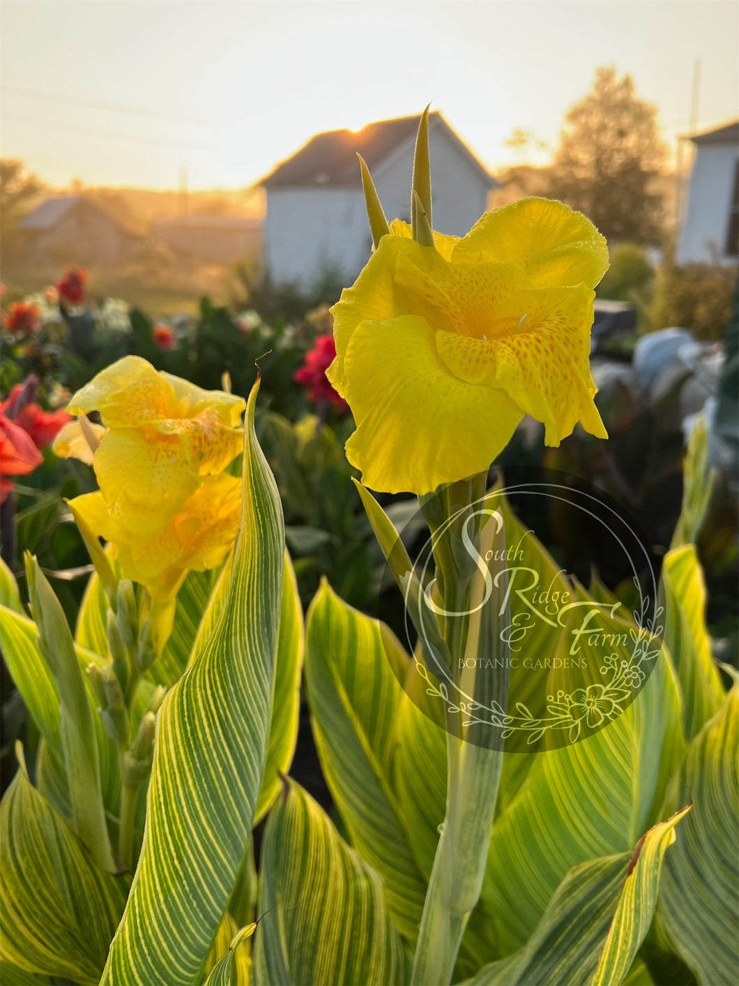 canna 'Yellow Tiger'