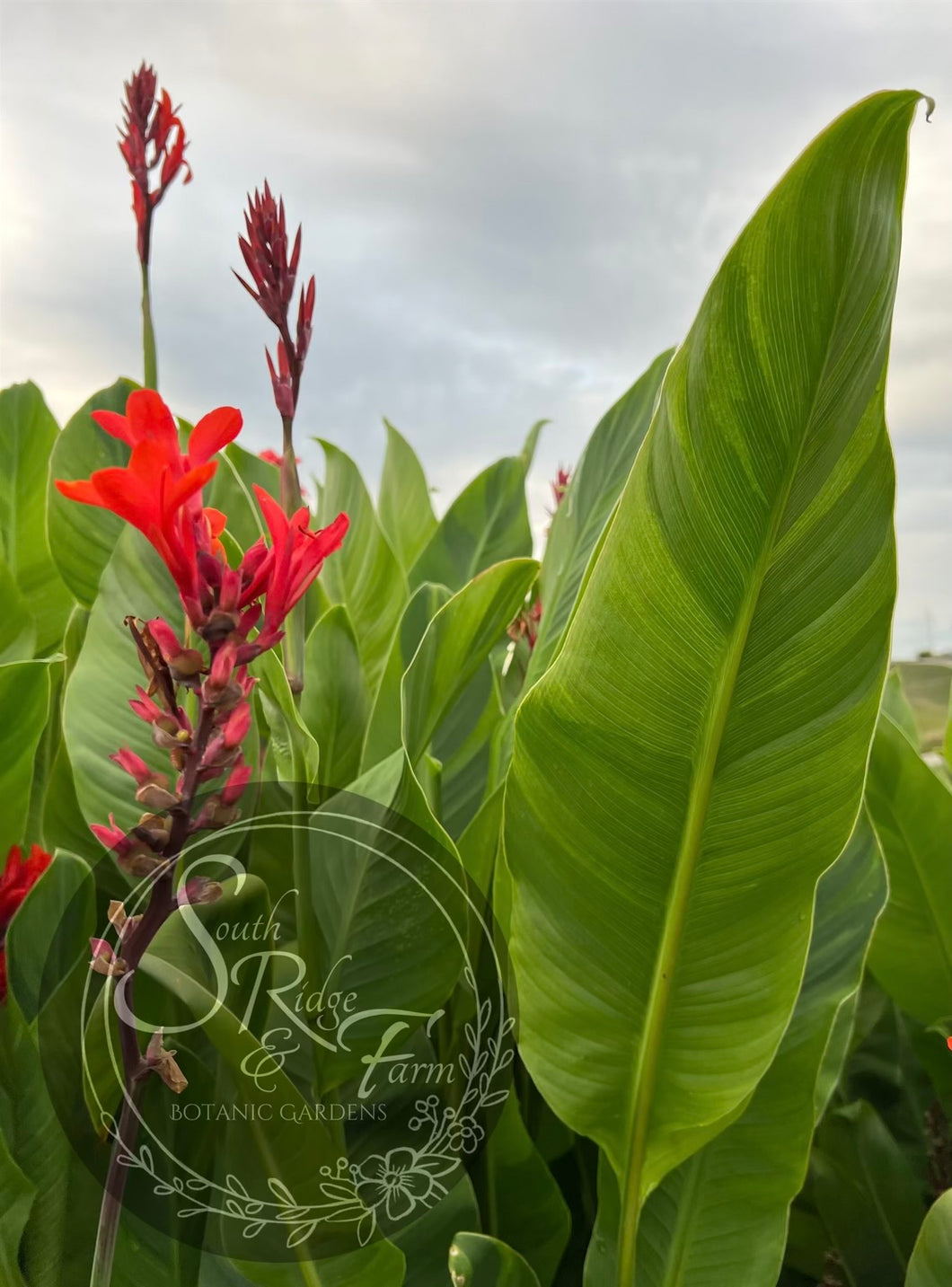 canna 'Wolfsong'