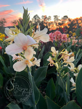 Load image into Gallery viewer, canna &#39;White Butterflies’