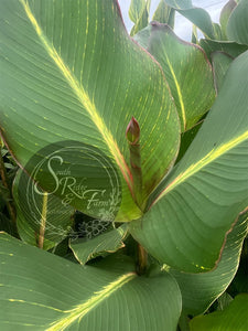 canna 'Salmon Tiger'