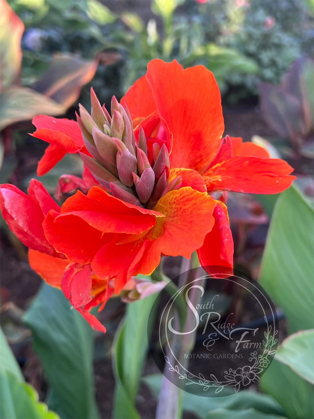 canna 'Burnt Orange'