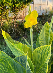 canna 'Yellow Tiger'