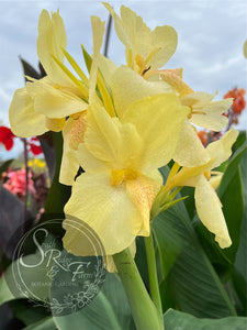 canna 'Polar Vortex'