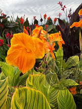 Load image into Gallery viewer, canna &#39;Bethany’