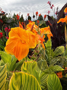 canna 'Bethany’