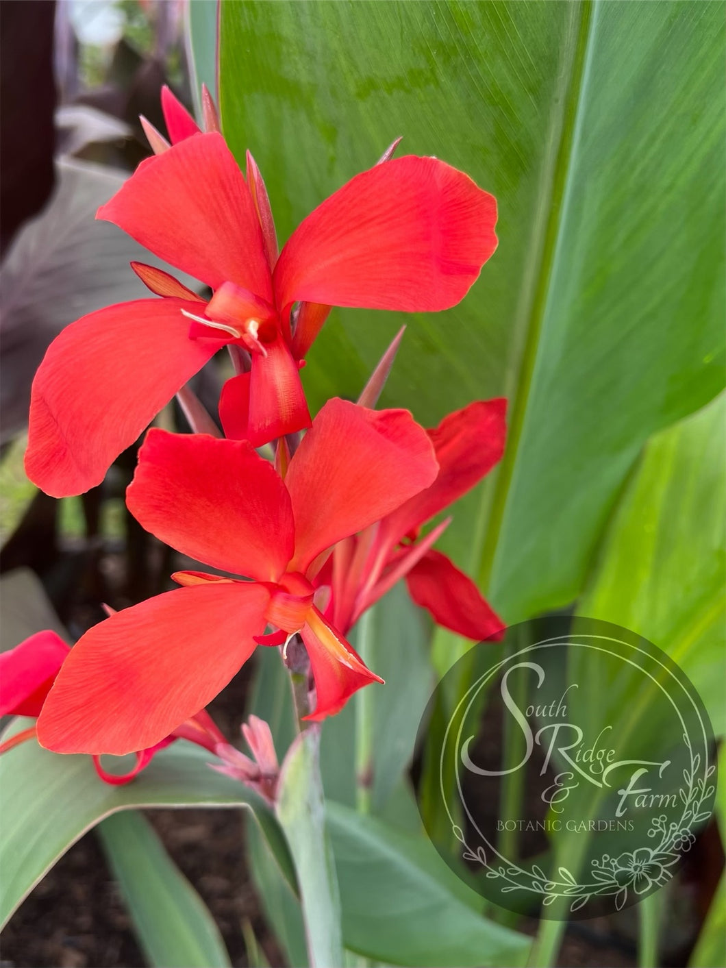 canna 'Endeavor'