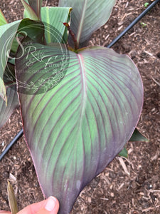 canna 'Black Knight'