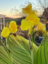 Load image into Gallery viewer, canna &#39;Yellow Tiger&#39;