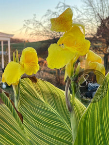 canna 'Yellow Tiger'