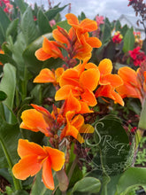 Load image into Gallery viewer, canna &#39;Amber&#39;