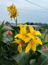 Load image into Gallery viewer, canna &#39;Yellow Butterflies’