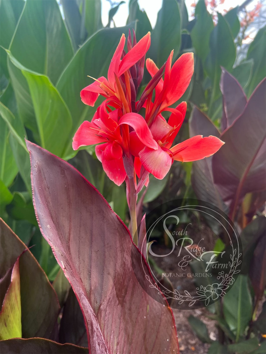 canna 'Red Hat Lady'