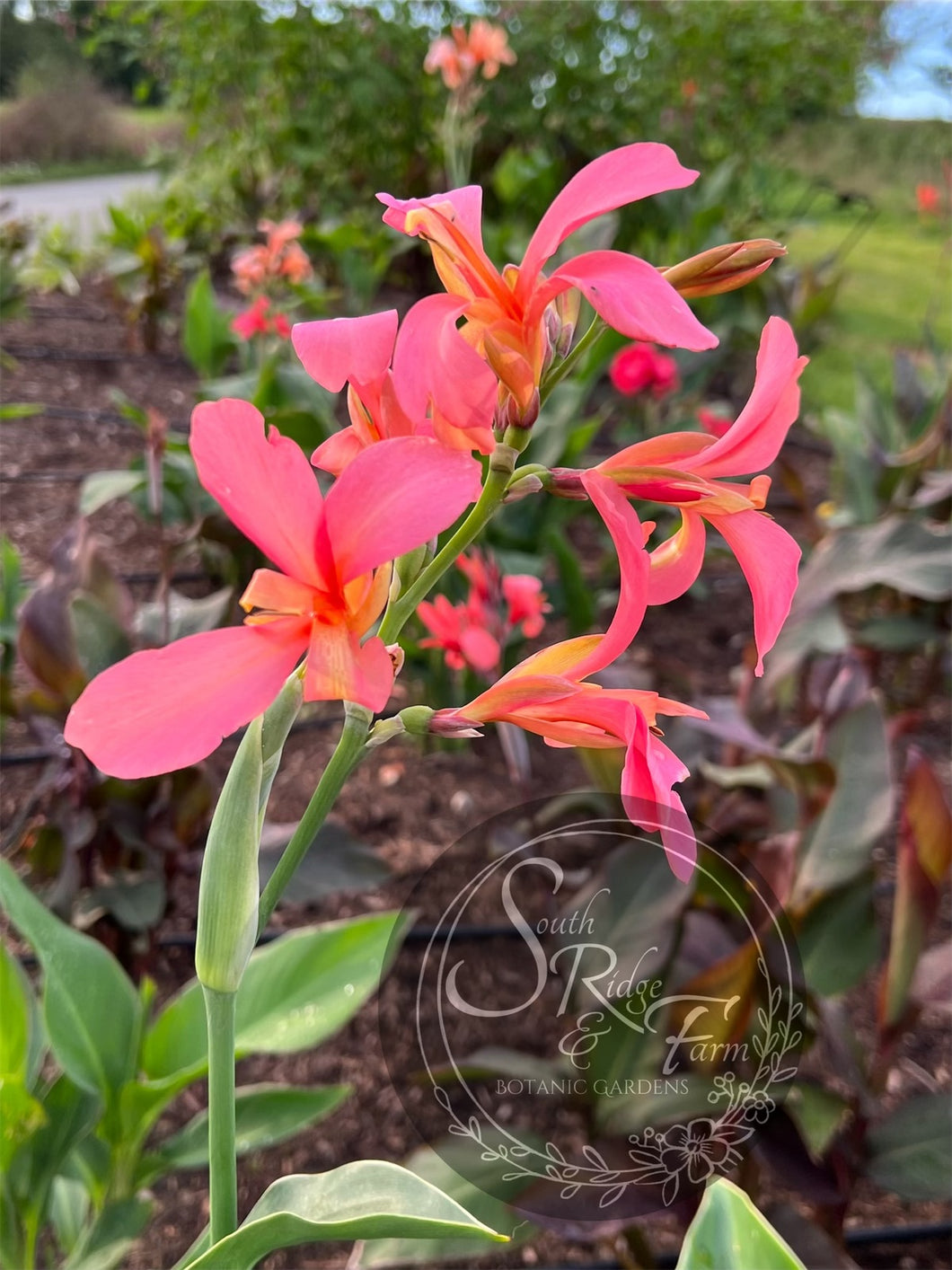 canna 'Pink Butterflies'