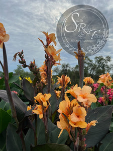 canna 'Angele Martin'