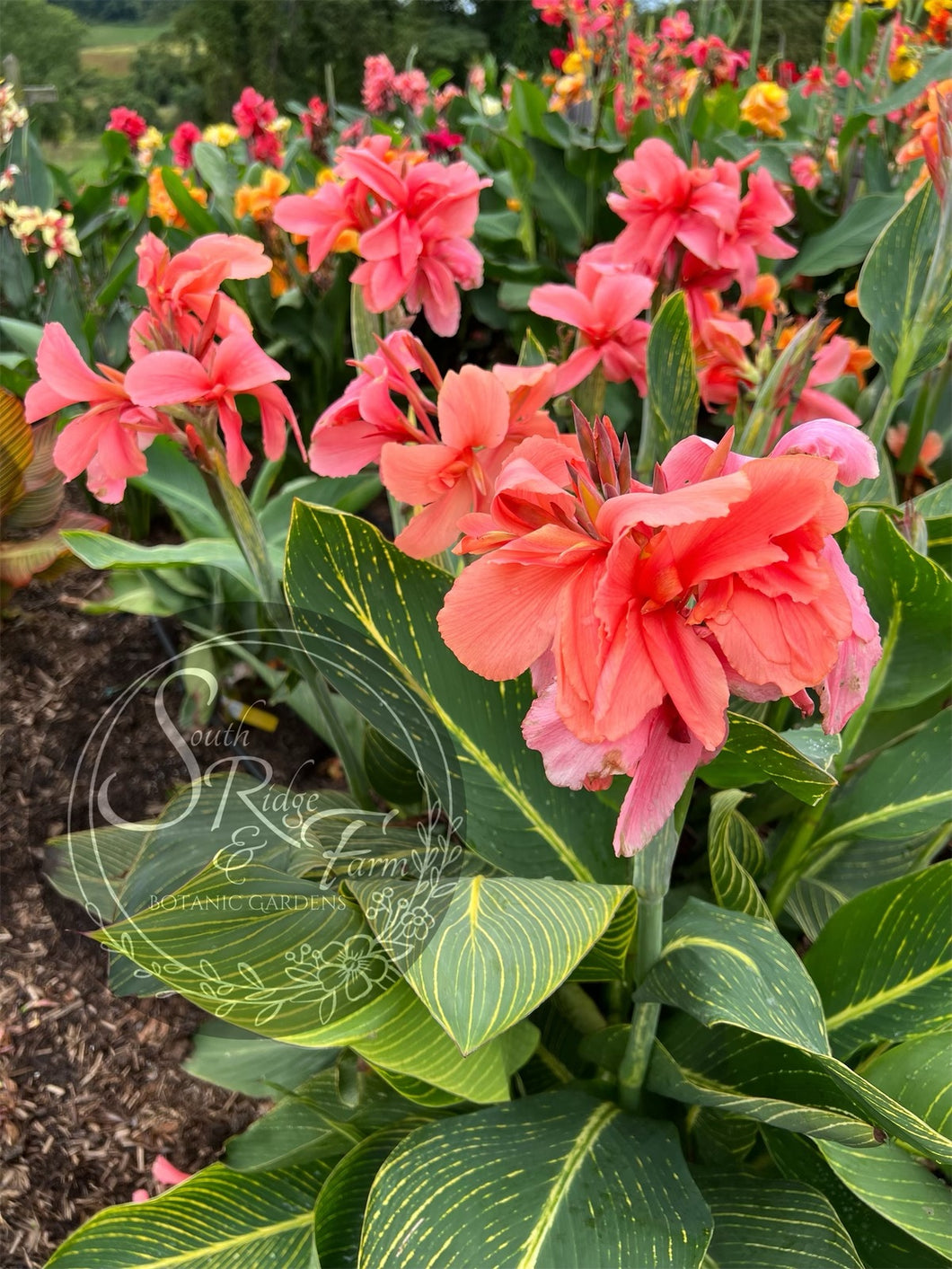 canna 'Pink Tiger'