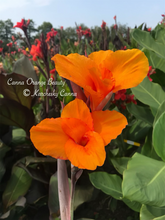 Load image into Gallery viewer, canna &#39;Orange Beauty&#39;