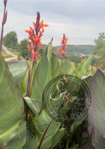 canna 'Thai Rainbow'