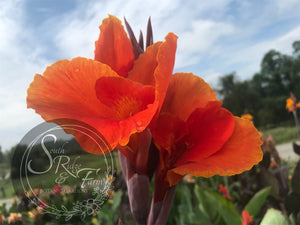 canna 'Thai Goddess'