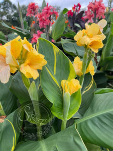 canna 'Creamy Stripes'