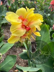 canna 'Rosalinda'