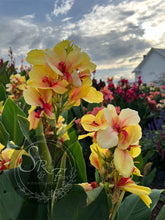 Load image into Gallery viewer, canna &#39;Rosalinda&#39;