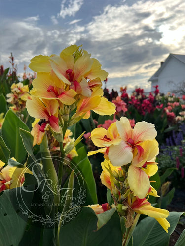 canna 'Rosalinda'