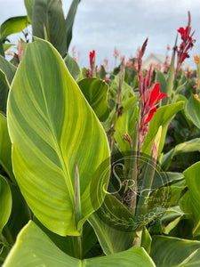 canna 'Tornado'