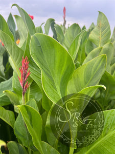 canna 'Wolfsong'