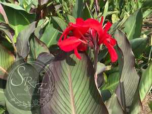 canna 'Black Knight'