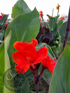 canna 'Thai Goddess'