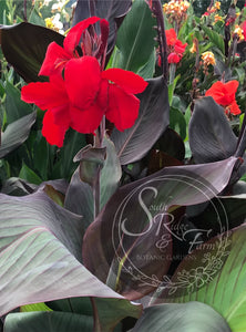 canna 'Black Knight'