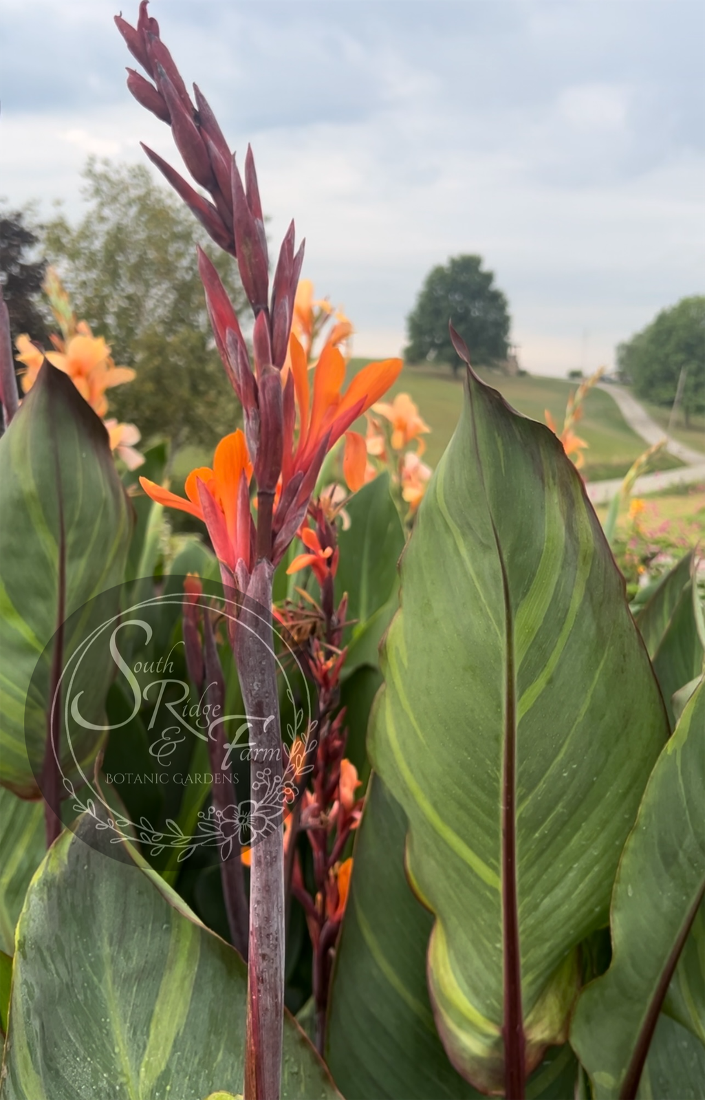 canna 'Thai Rainbow'